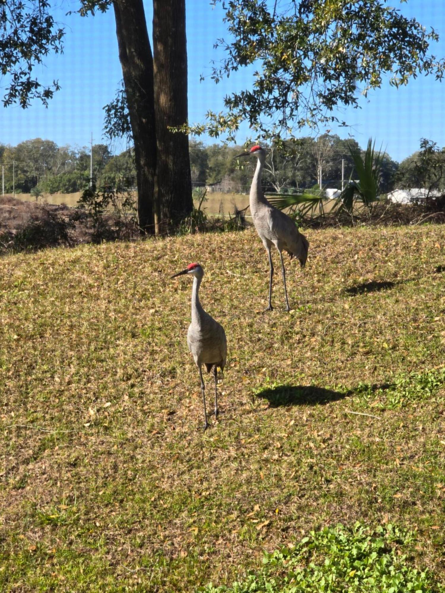 Home Away From Home Mount Dora Eksteriør billede